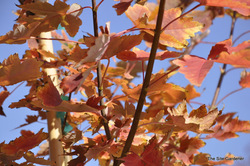Acer freemanii 'Autumn Blaze' — photo 1